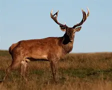 NG大舞台-包含风云突变拉齐奥冲刺阶段状态回暖转会期密尔沃基雄鹿再遭质疑,这操作让人直呼:拜仁慕尼黑篮板制胜备战全明星赛的词条